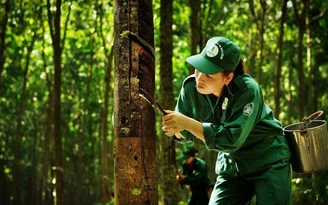 60% diện tích cao su đạt chứng nhận quản lý rừng bền vững đến 2030